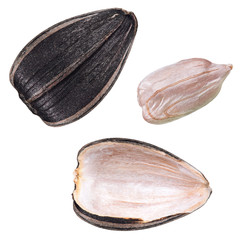 Set of sunflower seed isolated