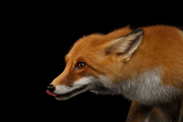 Closeup Portrait of Liked Red Fox Isolated on black