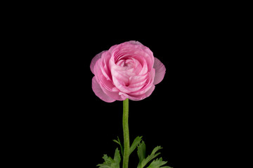 Pink peony flower black background