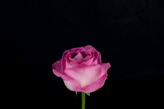 Fototapeta Pink and white rose black background
