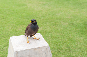 Common Myna (Acridotheres tristis)