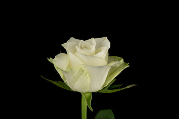 White rose black background