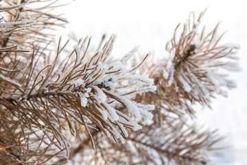 Pine tree branches covered with snow