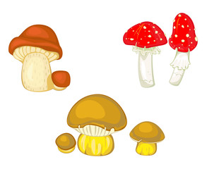 Vector icons of mushrooms and toadstools red amanitas