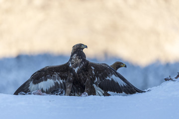 Obraz premium Golden eagle