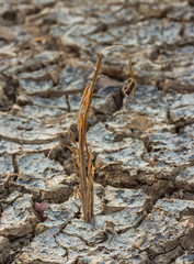 Land with dry, cracked ground and Dry grass.