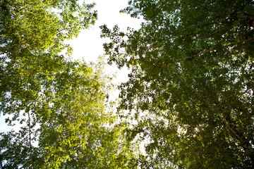 Fototapeta premium Pedestrian walkway for exercise lined up with beautiful tall trees