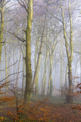 Obraz premium English beach woodland on a misty morning