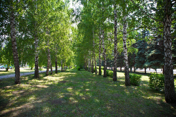 Fototapeta premium Pedestrian walkway for exercise lined up with beautiful tall trees