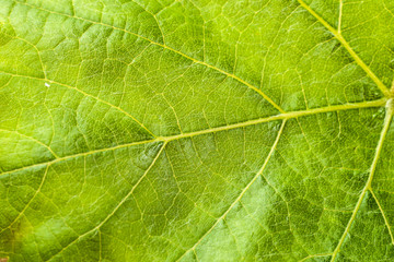 Fototapeta na wymiar Macro of leaf structure. Nature background or wallpaper.