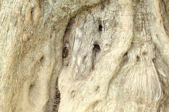 tronco di olivo molto vecchio, con la corteccia contorta e bucata dal tempo