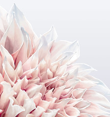 Dahlia Flower background