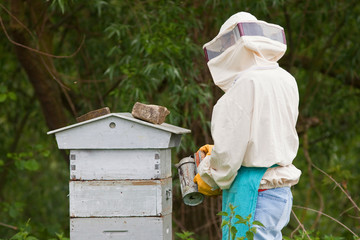 abeille ruche apiculture