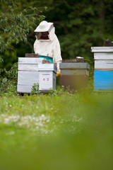 abeille ruche apiculture