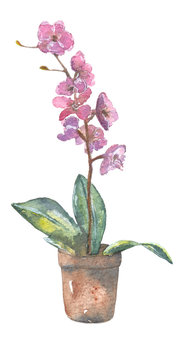 Flower  in a pot / Watercolor painting. Can be used for postcards, prints, paper wrapping and design  
