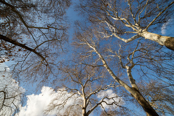 Plane trees with blue sky with white clouds background