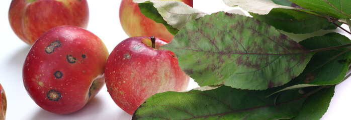 Venturia inaequalis - apple scab - obrazy, fototapety, plakaty