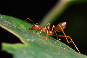 red ant on leaf