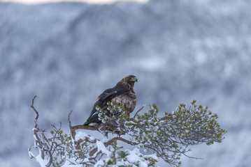 Golden eagle