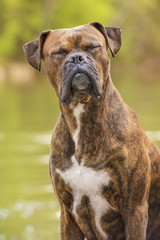 Portrait of a boxer dog sitting next to the river, with closed eyes and funny expression. Vertical.