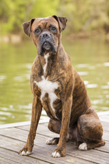 Boxer dog next to the river