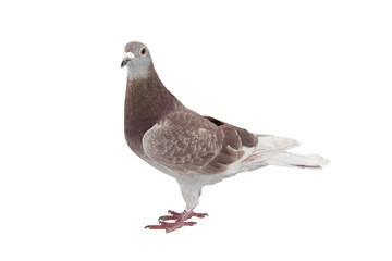 Red sport pigeon isolated on white