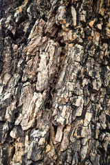 Wood skin