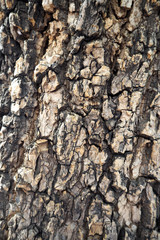 Wood skin