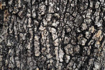 Wood skin