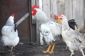rooster and hens, poultry on the farm yard