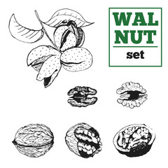 Walnut hand drawn vector set. Nut kernel, shell and  nutwood.