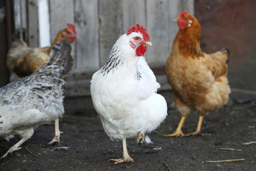hens on the farm yard
