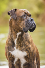 Portrait of a boxer dog sitting near a river, looking sideways. Vertical.