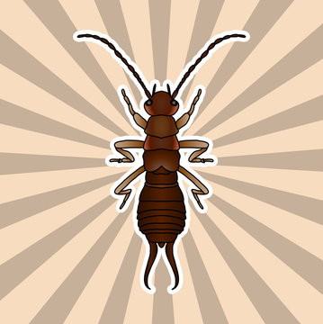 Insect anatomy. Sticker Forficula auricularia. Earwig. Sketch of Earwig.Earwig Design for coloring book. hand-drawn outline Earwig. Vector