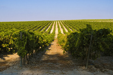 Fototapeta na wymiar Rural landscape of green Vineyard
