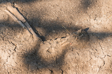 Ancient human foot bone