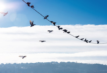 Pigeons on a wire in winter near a forest