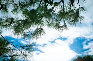 pine branch and blue sky