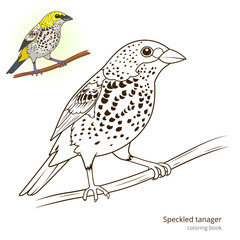Speckled tanager color book vector