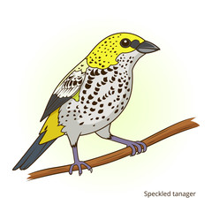 Speckled tanager bird educational game vector