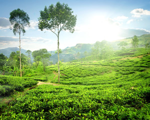 Fototapeta premium Fog over tea plantations