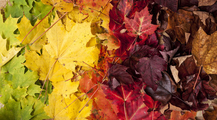 Obraz premium Gradient of Fall Colored Maple Leaves