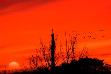 Red sky sunset and silhoutte  of birds and tree