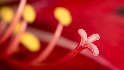Closeup Of a Amaryllis Bloom 