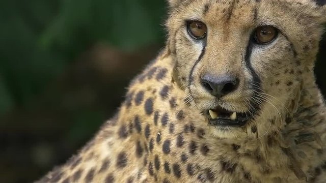 Closeup of a hungry salivating cheetah is waiting to be fed at a zoo. It knows food is coming soon and waits calmly.
