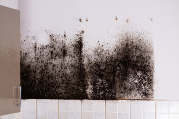 Mold behind kitchen cabinets.
