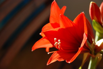 red booming lily flowers under the sunlight