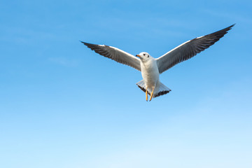 Obraz premium Seagull flying in the sky