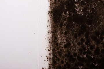 Black mold in the corner of kitchen.