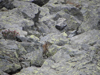 marmotte cachée